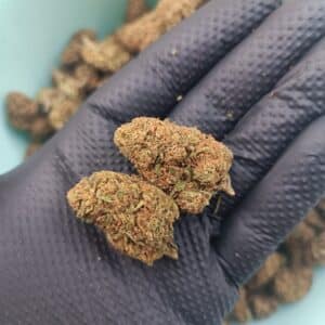 Fleurs de CBD Cosmic Kush Greenhouse 1