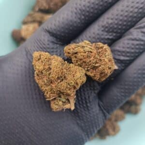 Fleurs de CBD Legendary Yuzu Grennhouse 1