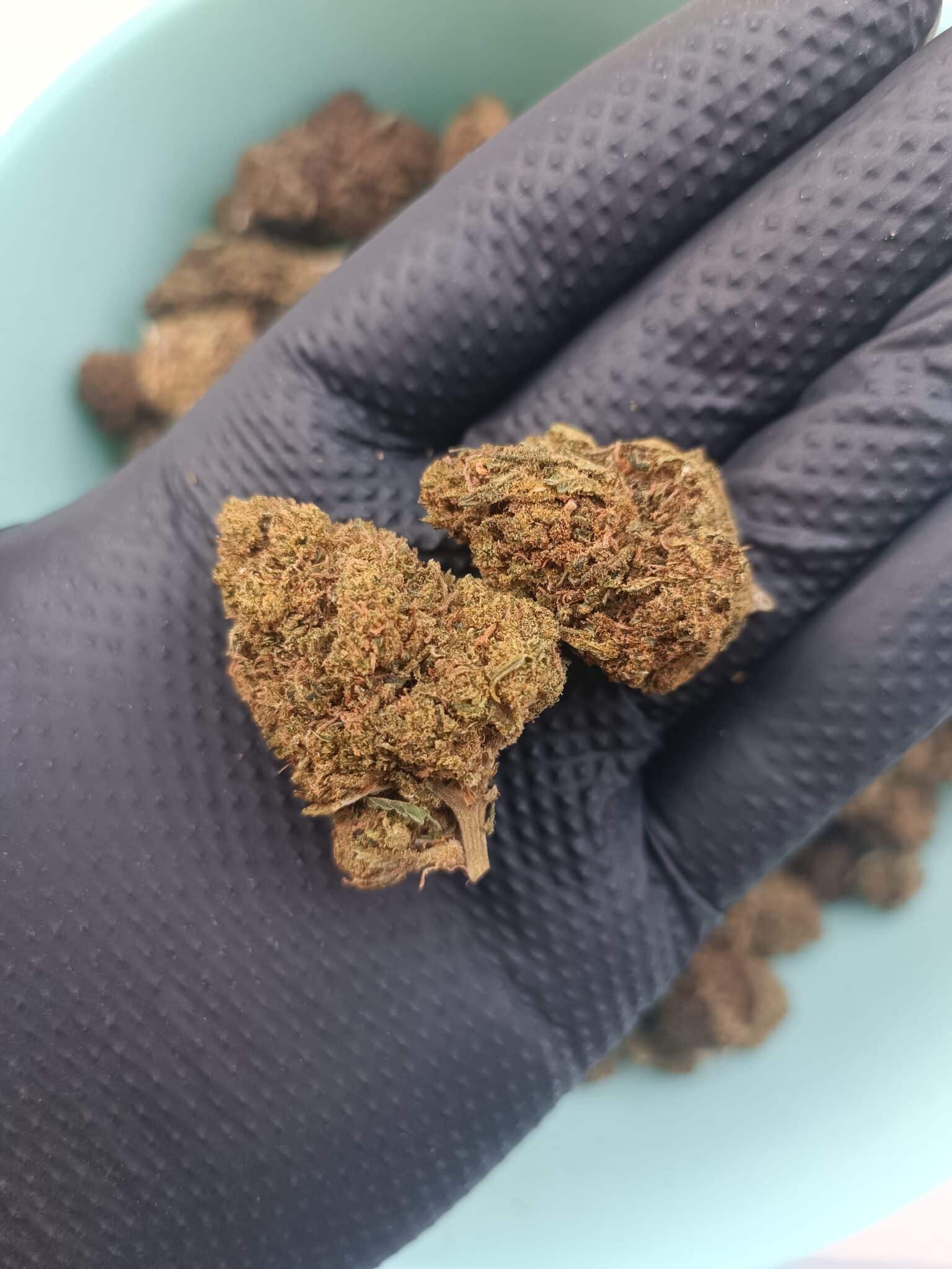 Fleurs de CBD Legendary Yuzu Grennhouse 1