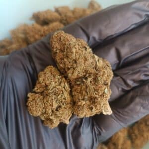 Fleurs de CBD Diamond Sugar Greenhouse 1