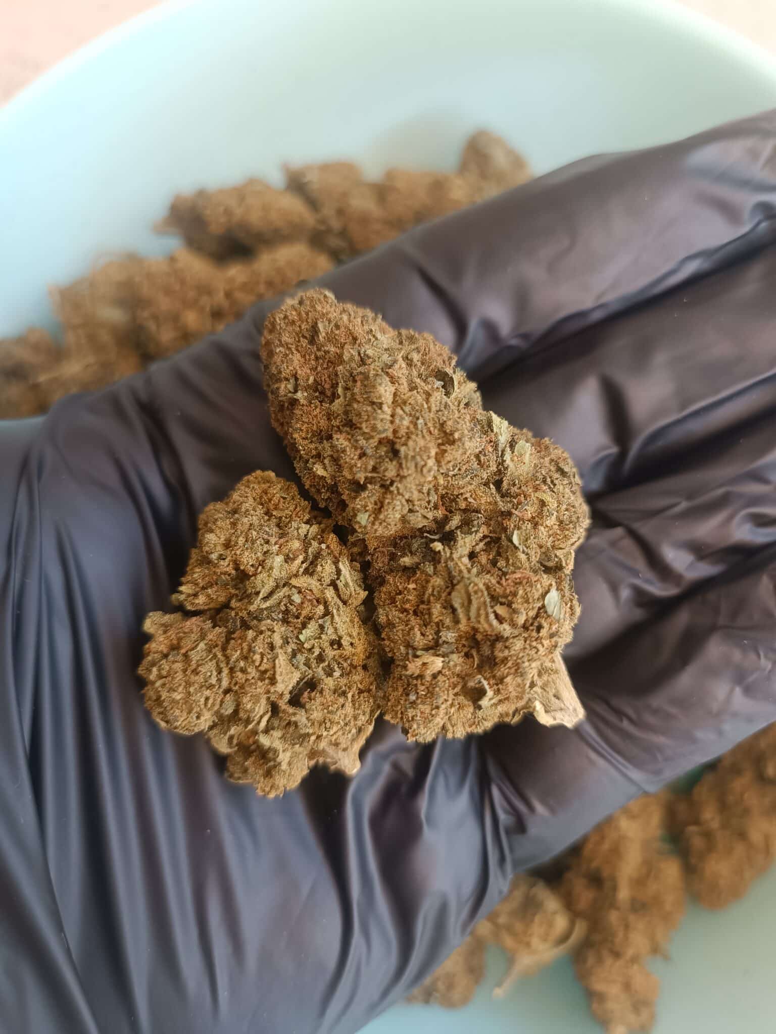 Fleurs de CBD Diamond Sugar Greenhouse 1