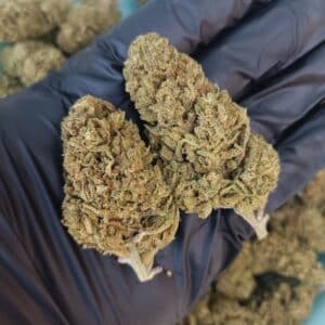 Fleurs de CBD Lemon Candy Greenhouse 1