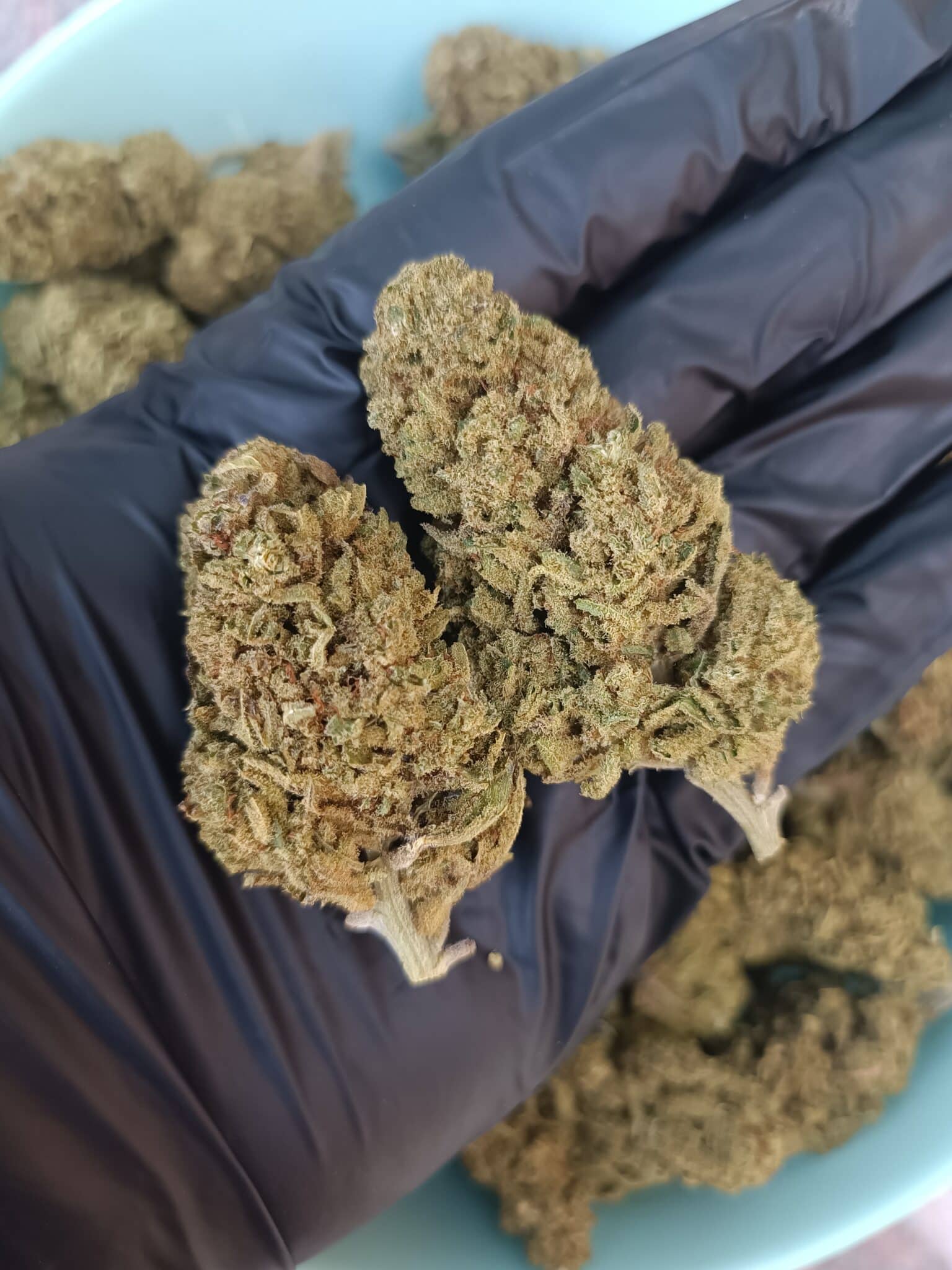 Fleurs de CBD Lemon Candy Greenhouse 1
