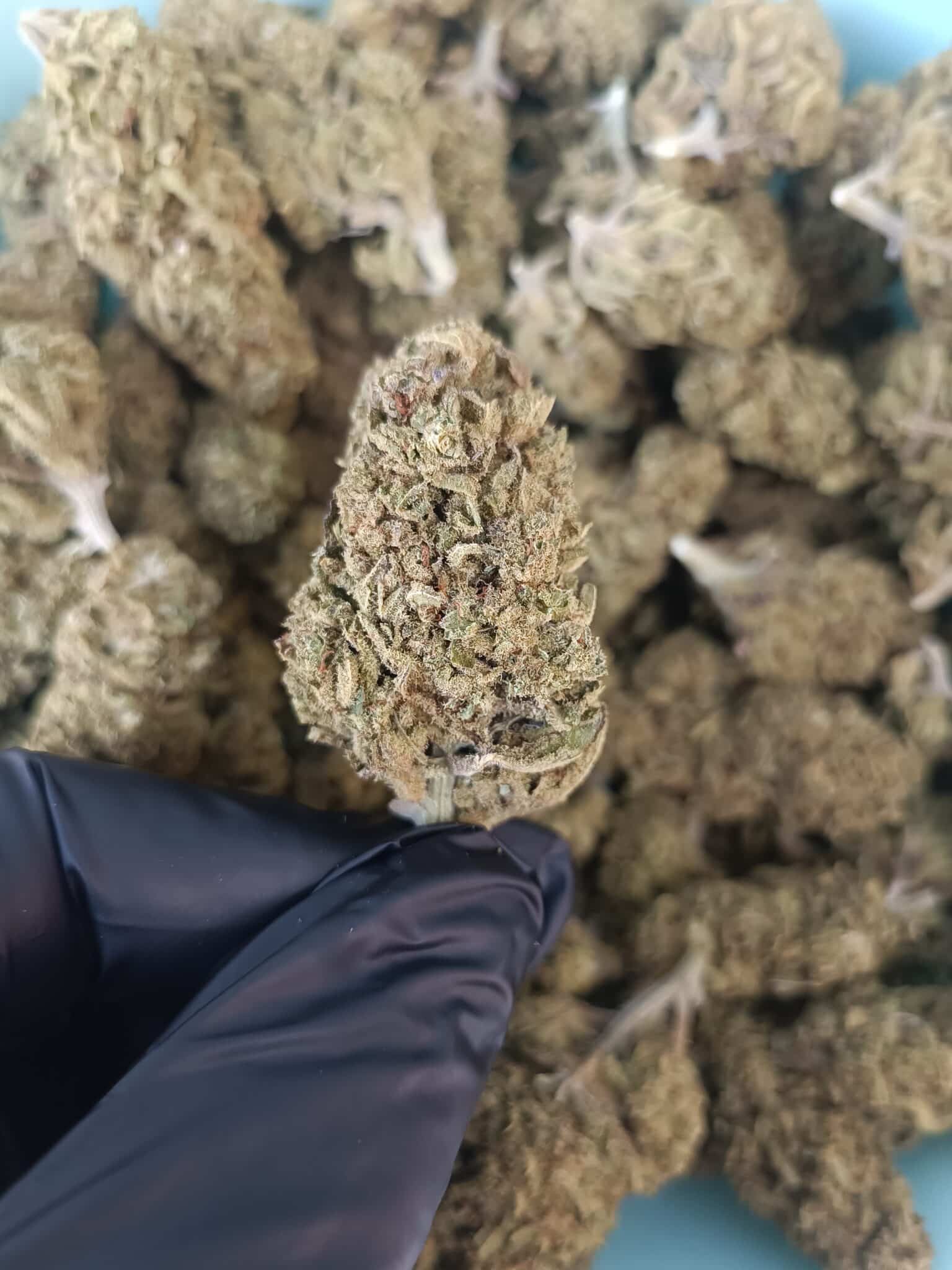 Fleurs de CBD Lemon Candy Greenhouse 2
