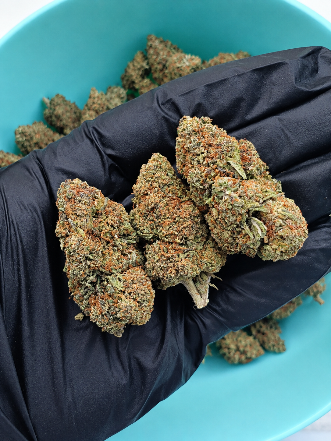 Fleurs de CBD Creamy Puff Greenhouse 1