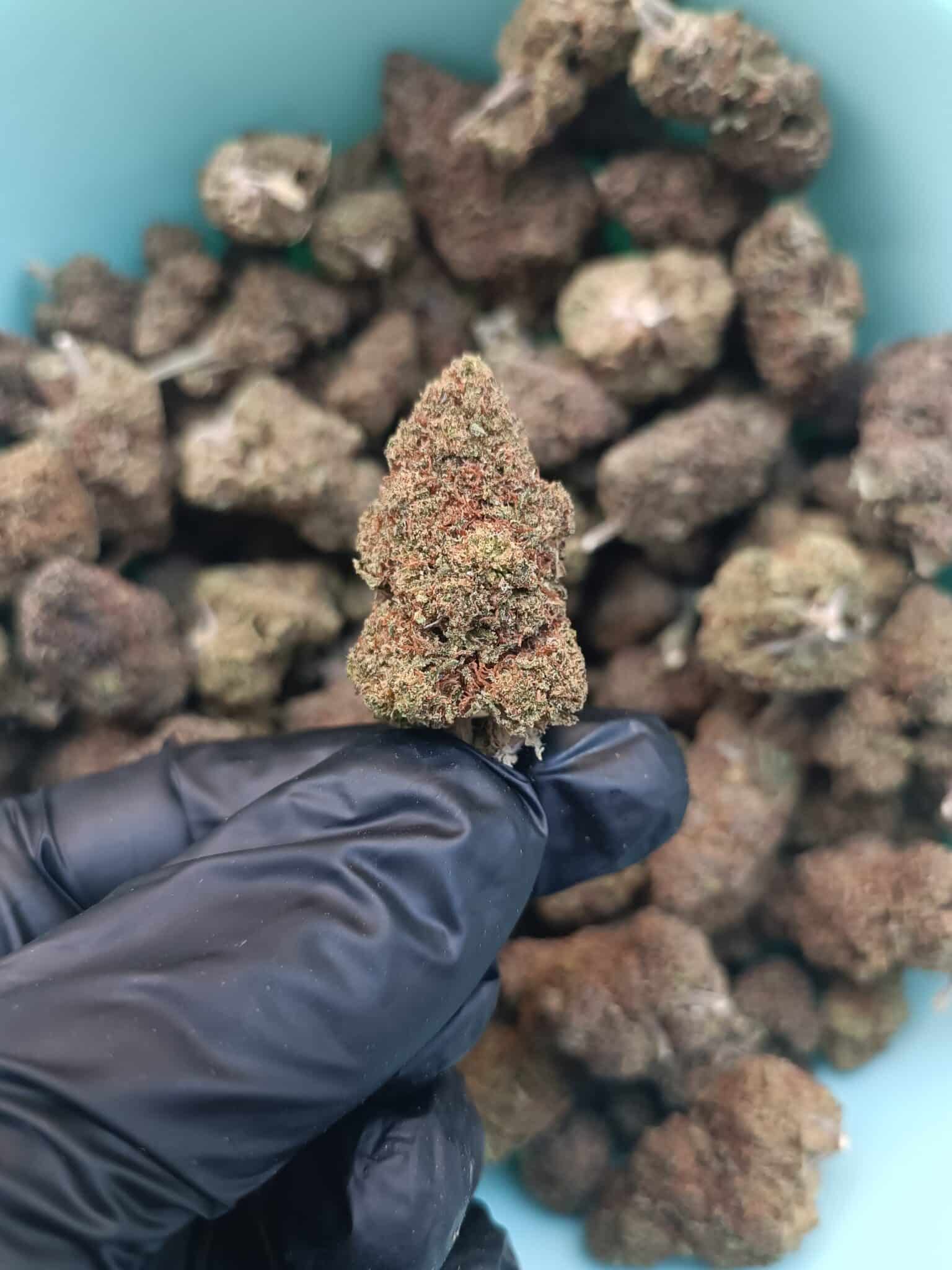 Creamy Puff Greenhouse – Image 2