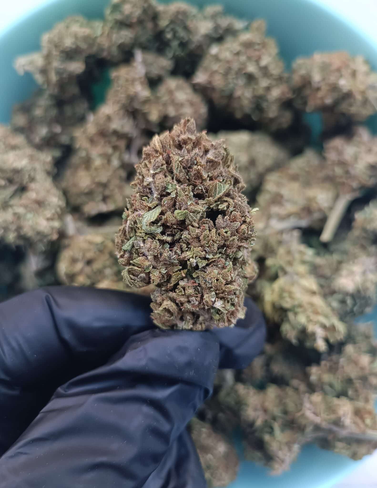 Fleurs de CBD Orange Sunrise Greenhouse 2